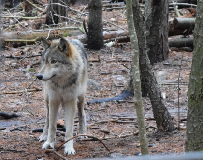 Cree, one of the Grey wolves at the Refuge.