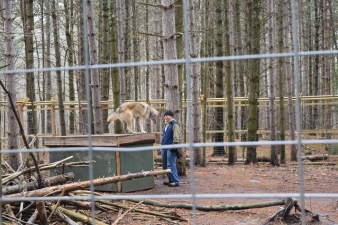 Last spring, they finished construction of the wolf enclosure.