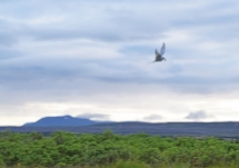 An Arctic Tern flies over the campsite.