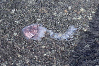 I had no idea that jellyfish were this far north.